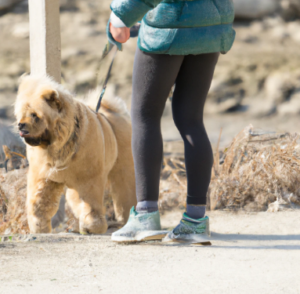 Les pensions pour chien à Fontenay sous Bois : Garde et promenade