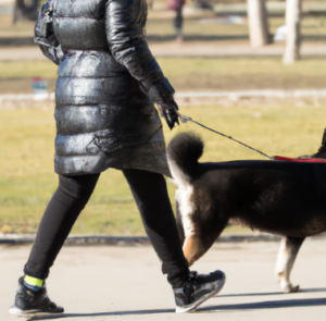 Les pensions pour chien à La Varenne Saint Hilaire : Garde et promenade