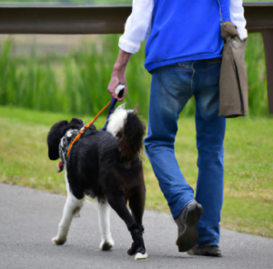 Les pensions pour chien à Maisons Alfort : Garde et promenade