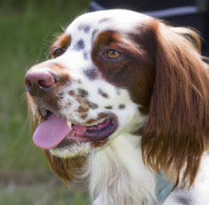 Pension pour chien à Paris 11ème arrondissement : Garde et promenade