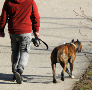 Les pensions pour chien à Paris 12e arrondissement : Garde et promenade