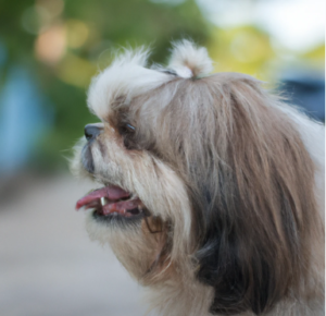 Les pensions pour chien à Paris 14e arrondissement : Garde et promenade