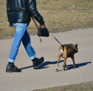Les pensions pour chien à Paris 3e arrondissement : Garde et promenade