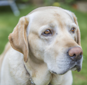 Les pensions pour chien à Saint Mandé : Garde et promenade