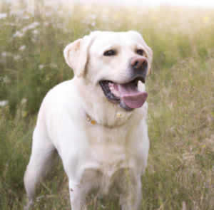 Les pensions pour chien à Villejuif : Garde et promenade