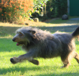 Les pensions pour chien à Vitry sur Seine : Garde et promenade